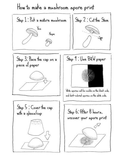 How To Make A Mushroom Spore Print Comic Strip — Steemit Mushroom