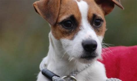 Trinny 8 Month Old Female Jack Russell Terrier Dog For Adoption