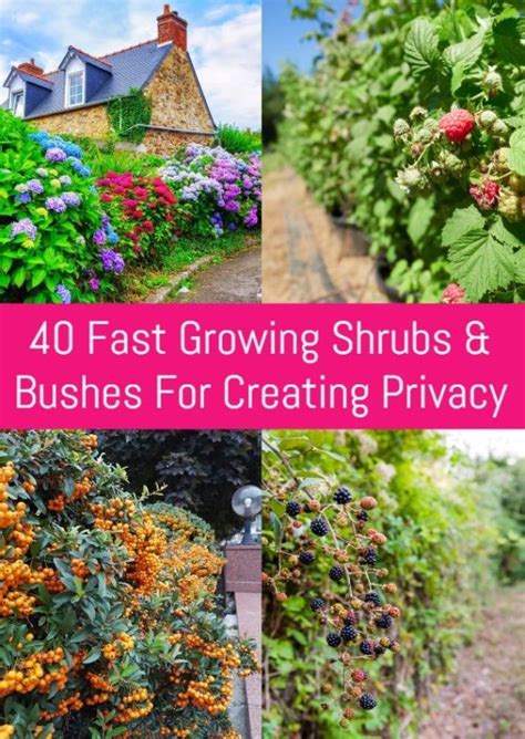 40 Fast Growing Shrubs And Bushes For Creating Privacy Laptrinhx News