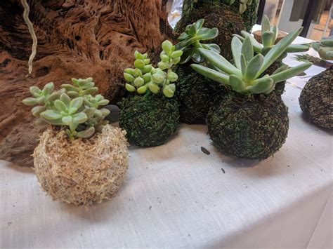 I've read several different tutorials on how to. Curso: Oficina de Kokedama - Revista Natureza