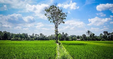 Rice Patties Outside Yogyakarta Indonesia Imgur