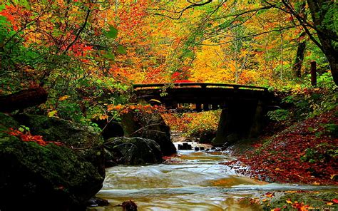 Autumn Beautiful Splendor Nature Forests Hd Art Autumn Beautiful