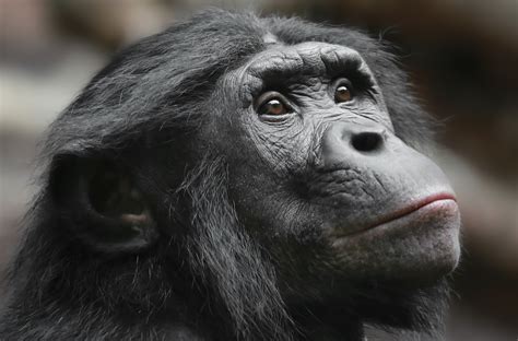 Maybe you would like to learn more about one of these? face, Apes, Mammals, Animals Wallpapers HD / Desktop and ...