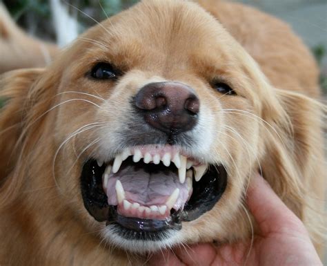 Regular brushing of your cat's teeth can help prevent oral disease that can spread bacteria to other parts of your cat's body. How to Brush Your Dog's Teeth (and Keep Your Fingers)