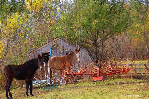 A Hee Haw Fence Friday A Couple Donkeys Pal Around On A La Flickr