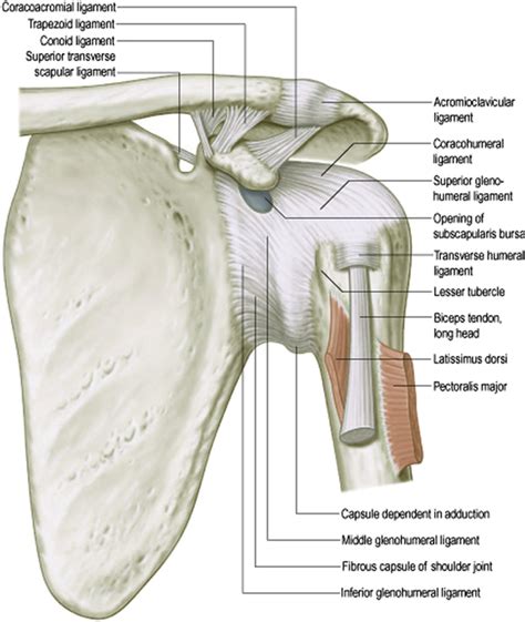 Diagram Of Shoulder Ligaments Elbow Joint Mobile Physiotherapy