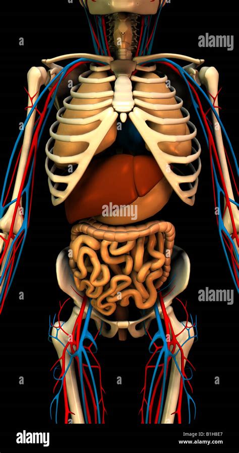Skeleton With Organs Diagram