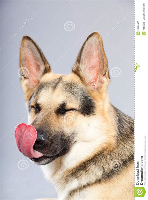 Beautiful German Shepherd Dog Isolated Stock Image Image