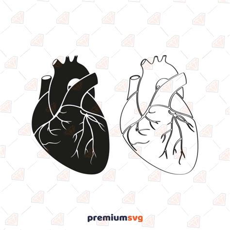 Black And White Realistic Heart Svg Realistic Heart Clipart Premiumsvg