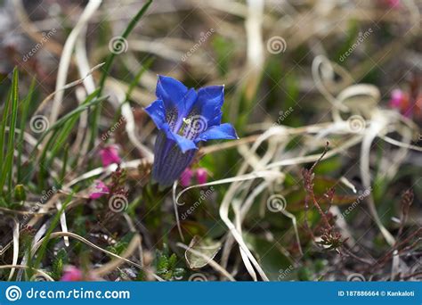 Gentiana Clusii Flower Of The Sweet Lady Or Clusius Gentian Large