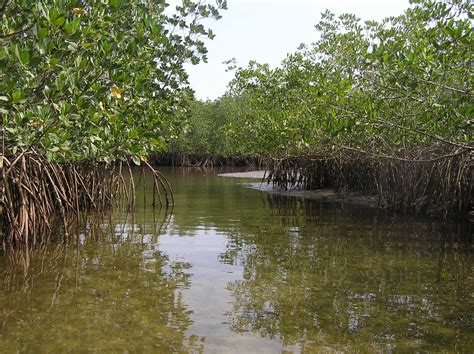 The national land code came into enforcement in all states in peninsular malaysia on january 1st,1965. What Are Wetlands? - Wetlands International Malaysia