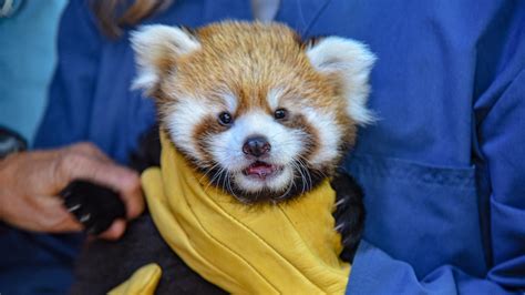 Red Panda Cub Debuted At Calgary Zoo Citynews Calgary