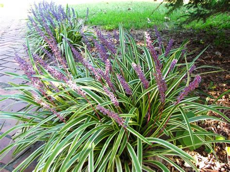 Short Perennial Ornamental Grass Varieties Low Maintenance Garden
