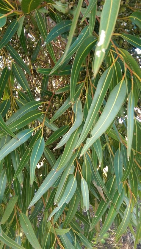 Help Identifying A Eucalyptus Species