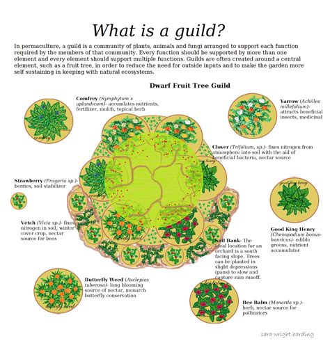 Apple, peach, plum and pear trees all grow well in a variety of. What is a guild? - Permaculture Gardening | Fruit tree ...