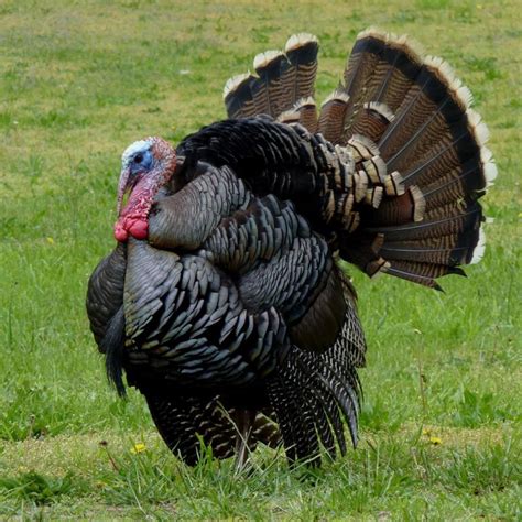 once devastated wild turkey populations make big comeback