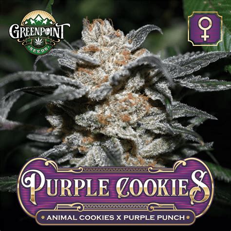 Purple Cookies Cannabis Seeds Animal Cookies X Purple Punch