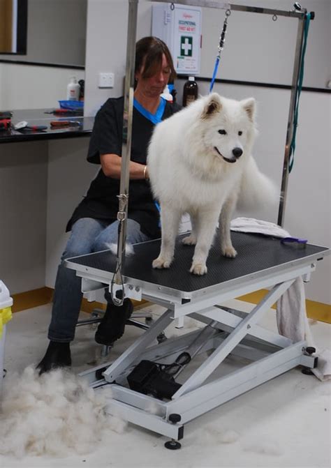 The academy is a centre dedicated to teaching the skills of professional dog grooming, not a commercial salon. Cert III in Pet Grooming - KT'S DOG AND CAT GROOMING ACADEMY