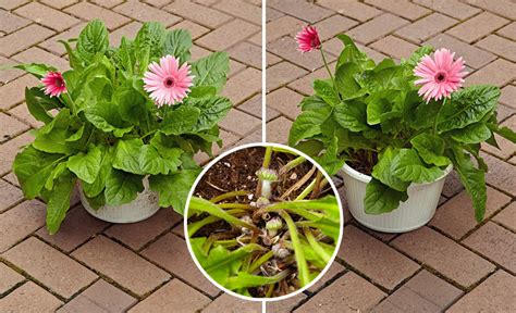 The gorgeous and bright gerbera flowers are symbols of happiness and joy. How to Grow Better Gerbera Daisies | Garden Gate