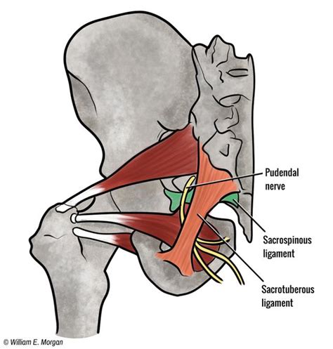Find 168 ways to say ligament, along with antonyms, related words, and example sentences at thesaurus.com, the world's most trusted free thesaurus. Print GSU Muscles of the hip and thigh flashcards | Easy ...