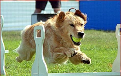 Golden Retriever Wiki Dogs Amino