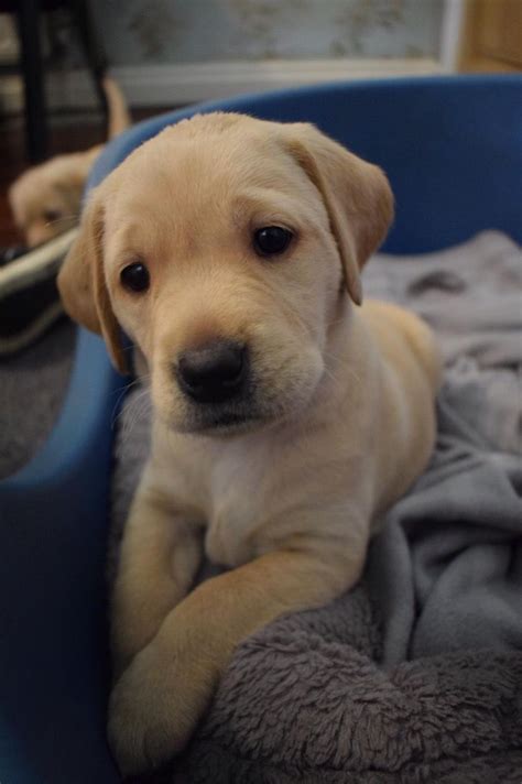 The pictures on this page are of puppies we have raised over the years. Yellow Labrador Bitch Puppy | Leyland, Lancashire | Pets4Homes