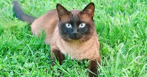 The siamese is one of the first distinctly recognized breeds of oriental cat. Flame Point Siamese: What You Need to Know About This ...