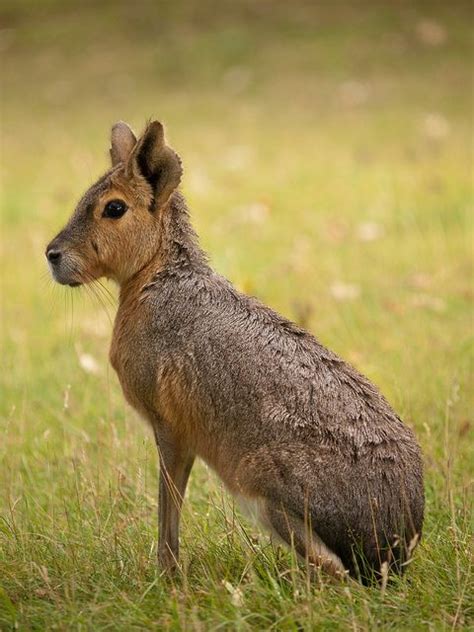 Mara By Wwarby On Flickr Zoo Animals Animals Wild Nature Animals