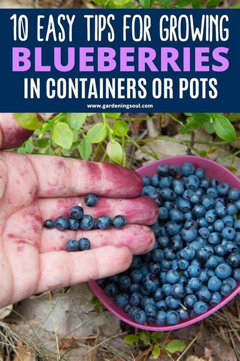 10 Easy Tips For Growing Blueberries In Containers Or Pots Growing