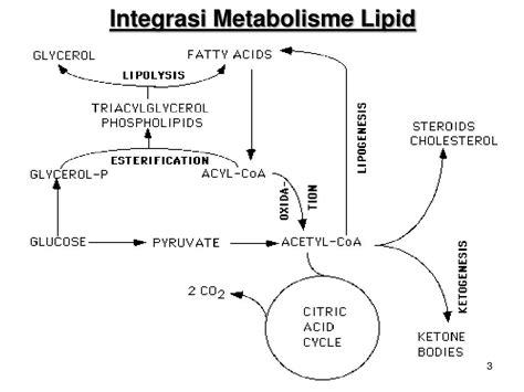 Ppt Metabolisme Lipid Powerpoint Presentation Free Download Id4580613