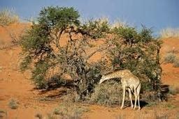 Kalahari desert landscape with large camel thorn tree, kgalagadi transfrontier park, south africa. Plants - B Kalahari Desert A.H