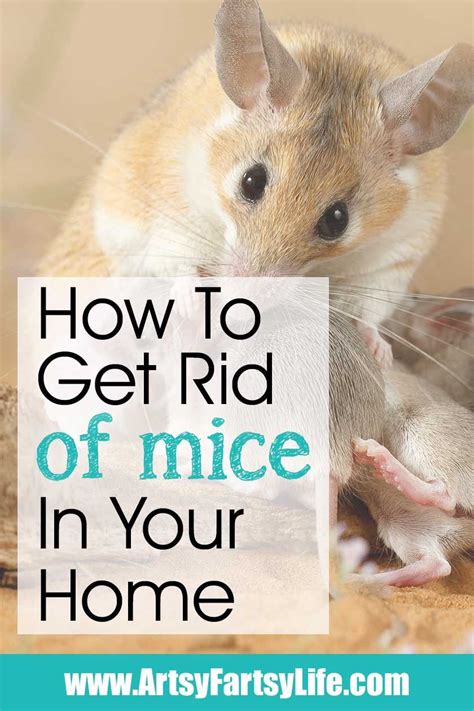 Mice might be cute, but they're not good roommates. How To Get Rid of Mice In Your House | Getting rid of mice ...