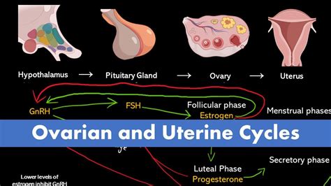 Ovarian And Uterine Cycle Menstrual Cycle YouTube