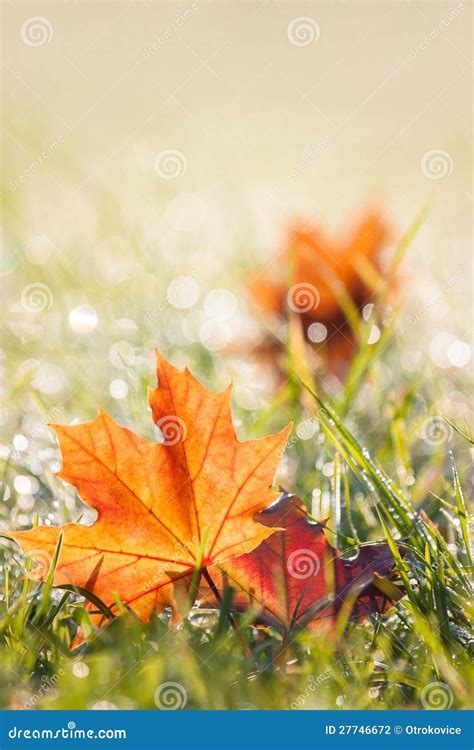 Autumn Maple Leaves In The Dewy Grass Stock Photo Image Of Ground