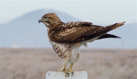 Colorado Birds Of Prey 17 Most Common Species With Pictures