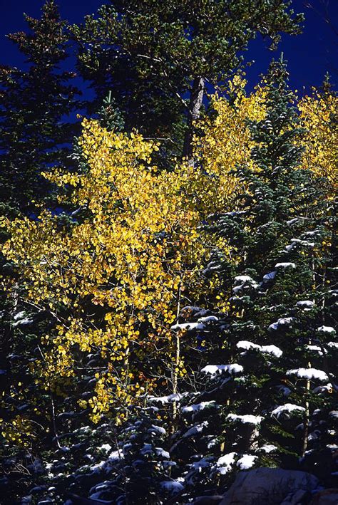Golden Aspens And Snow Photograph By Sally Weigand Pixels