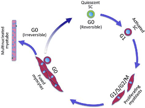 The Cell Cycle And Myogenesis Cell Cycle The G1 Phase Commits Cells