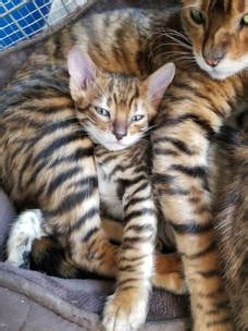 These cats resemble a tiger, of course, a mini version. TOYGERS | KITTENS | MYTOYGERDEN.COM | COLORADO CATTERY | A ...