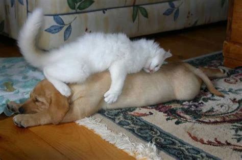 Cat Using Dog As A Pillow Bored Panda
