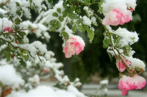 Pink Roses In Snow Flowers Flowers Flowers Pinterest