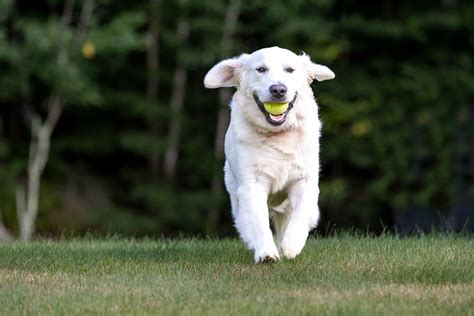 Golden Retrievers Adopting And Caring For Your Dog Gogolden Retriever