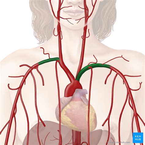Subclavian Artery Anatomy Branches And Clinical Notes Kenhub
