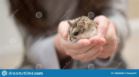 Hamster Cuteness In A Child S Hands Stock Image Image Of Beige