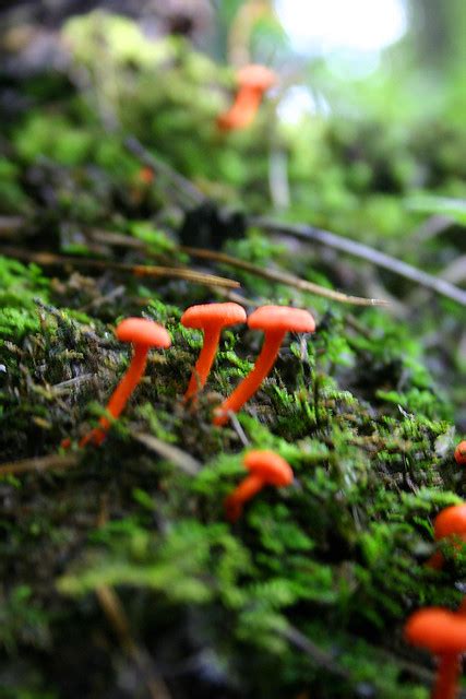 Little Red Mushrooms Explore Write Pics Photos On Flickr Flickr