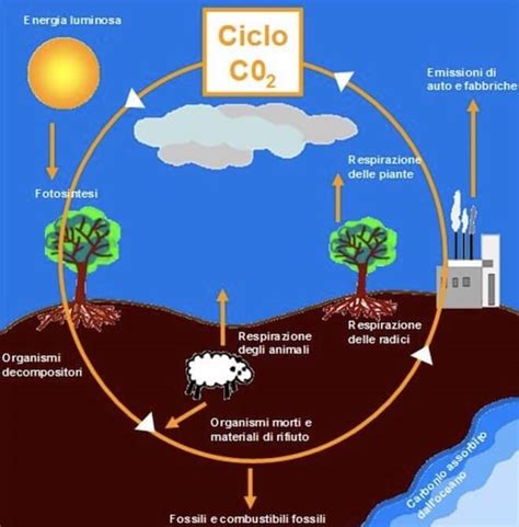 Ciclo celular ✓ te explicamos qué es el ciclo celular, sus fases, puntos de control y regulación. Ciclo del carbonio
