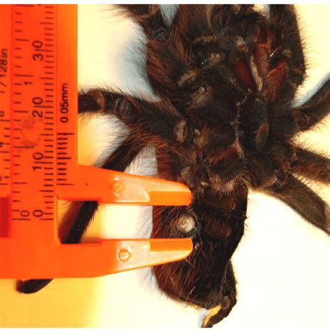 Acanthoscurria Sternalis Size Of Parasitoid S Emergence Opening