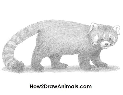 We did not find results for: How to Draw a Red Panda