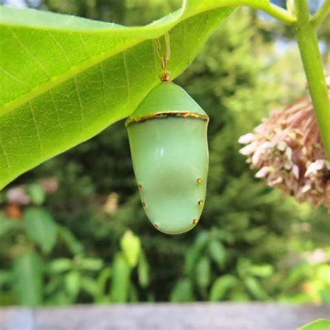 Porcelain Monarch Butterfly Chrysalis Pottery Cocoon Jewelry Etsy Ts For Nature Lovers