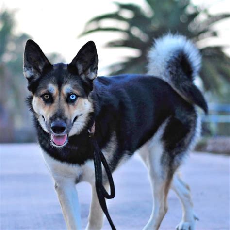 A striking combination of two extremely popular breeds, gerberian physical development: Gerbian Shepsky (German Shepherd & Siberian Husky) Info, Pictures