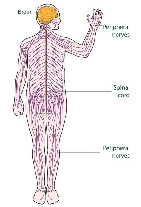 In this video we explore the organization of the nervous system, and its division into the central nervous system and peripheral nervous system. 1000+ images about Code Blue - Nervous System - Marina ...